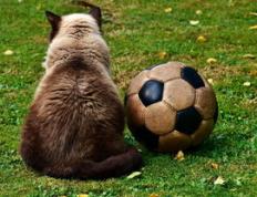 乐鱼 vip 注册-智利强势罗马，孙兴慜关键制胜——亚洲巨星闪耀欧洲赛场